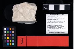 NHMW-GEO-2007z0149-0064_Ol_02.tifDistefania calva (Schweitzer & Feldmann, 2009)  (NHMW-GEO-2007z0149-0064)